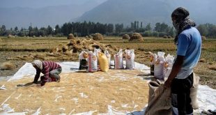 Low-quality rice imports to be restricted
