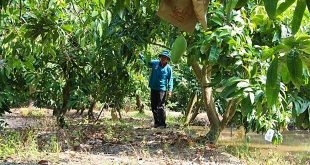 Mango export to South Korea rises