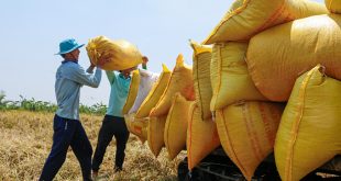 Vietnamese exporters face technical barriers in EU