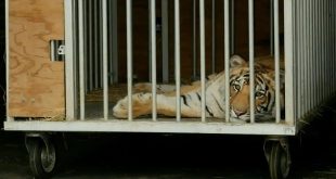 No more Tiger King: Biden signs bill banning big cat ownership
