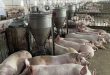 Pig farmers face losses as prices plunge