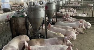 Pig farmers face losses as prices plunge