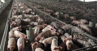 Livestock company Dabaco reports first losses in 5 years