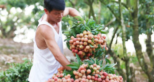 Vietnam needs to build national brands for fruits