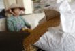 Vietnam rice exports to Taiwan continue to rise