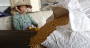 Vietnam rice exports to Taiwan continue to rise