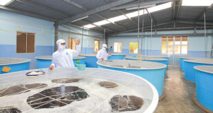 Seafood exporter Minh Phu reports surge in profits