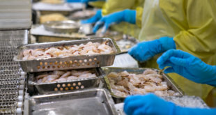 Shrimp exports fall by half in January