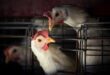 Bird flu situation 'worrying'; WHO working with Cambodia