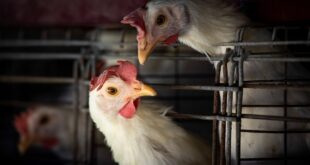 Bird flu situation 'worrying'; WHO working with Cambodia