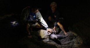 Love of sea turtles turns Philippine poachers into protectors