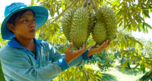 Durian overfarming could prompt oversupply, ministry warns