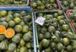 Fruit prices drop by half
