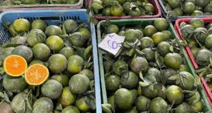 Fruit prices drop by half