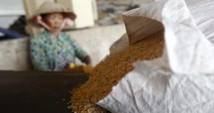 Vietnam’s rice exports predicted to drop in 2023