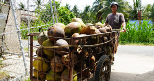Vietnam targets coconut product exports of $1B