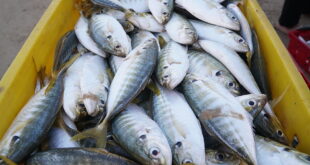 Vietnam eyes $1B from seaculture product exports by 2025