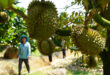 Oversupply fears as Mekong Delta farmers switch en masse to durian