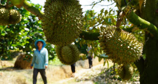 Oversupply fears as Mekong Delta farmers switch en masse to durian