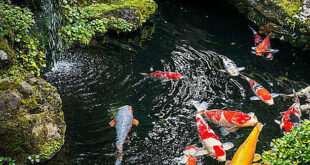 Couple getting divorced asks judge to divvy up fish in family pond