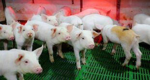 Pork producers struggle with losses last quarter