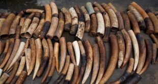 Vietnam seizes 600 kg of ivory smuggled from Africa