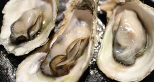 Japanese firm looks to raise export-quality oysters in Vietnam