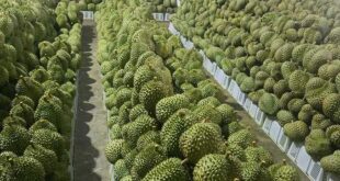 Durian prices surge as demand from China jumps