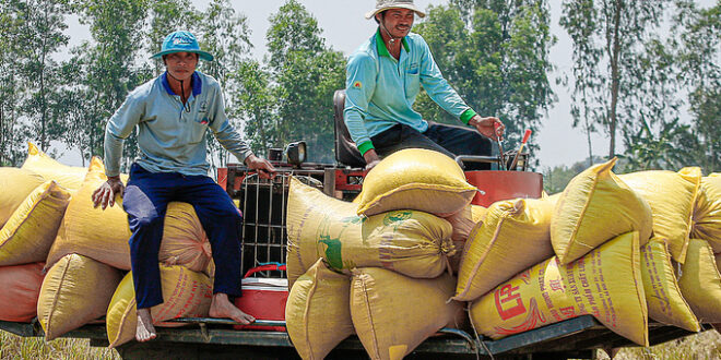 Vietnam rice exports plummet on lower global demand