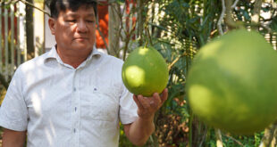 Pomelo prices down, farmers eye switch to other fruits