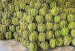 Durian in season, prices down up to 50%