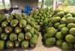 Jackfruit prices increase 7 times as foreign demand rises