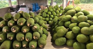 Jackfruit prices increase 7 times as foreign demand rises