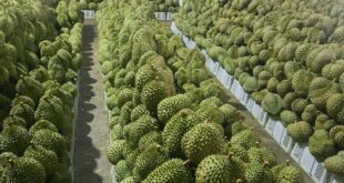 Durian prices plunge by half