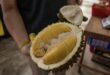 Vietnam-grown Musang King durian more expensive than imports