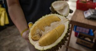 Vietnam-grown Musang King durian more expensive than imports