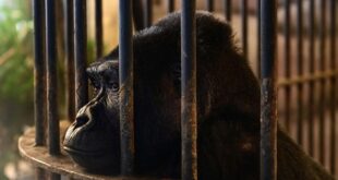 No freedom on the horizon for Bangkok 'mall gorilla'