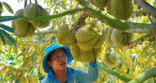 China’s reopening stirs Southeast Asia durian export competition