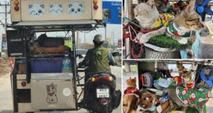 Thai man's 300-km motorcycle trip with 11 cats goes viral