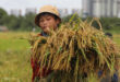 Vietnam’s rice exports rise 30%