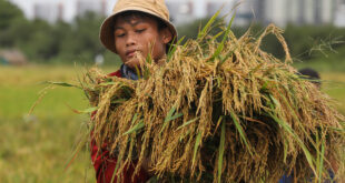 Vietnam’s rice exports rise 30%