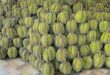 Durian among world’s worst rated tropical fruits: TasteAtlas