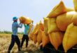 Vietnam rice price on top of the world