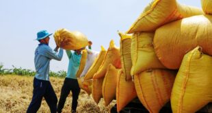 Vietnam rice price on top of the world