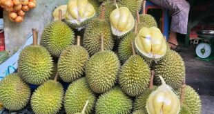 Durian fastest growing fruit export to China