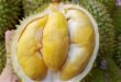 Durians selling for half usual price fool online buyers