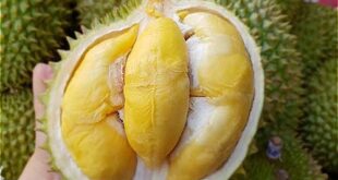 Durians selling for half usual price fool online buyers