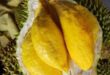 Vietnamese durian prices double in Japan