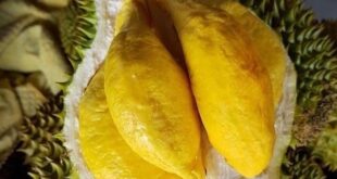 Vietnamese durian prices double in Japan