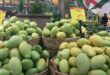 Specialty Mekong Delta mango prices halved